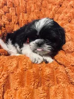 Snoopy, a male Shih Tzu for sale in Geneva, FL – Photo 1 of 6