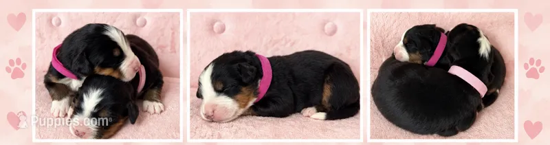Bernese Mountain – Bernese Mountain Dog puppy for sale in Charlevoix, MI