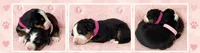 Bernese Mountain, a female Bernese Mountain Dog for sale in Charlevoix, MI – 1 of 4