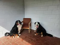 Bernese Mountain, a female Bernese Mountain Dog for sale in Charlevoix, MI – 4 of 4