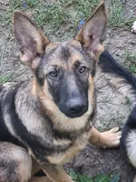 Puppy , a male German Shepherd Dog for sale in Quincy, FL – 3 of 3