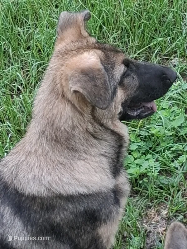 Puppy  – German Shepherd Dog puppy for sale in Quincy, FL