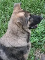 Puppy , a male German Shepherd Dog for sale in Quincy, FL – 1 of 3
