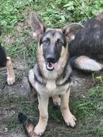 Puppy , a male German Shepherd Dog for sale in Quincy, FL – 2 of 3