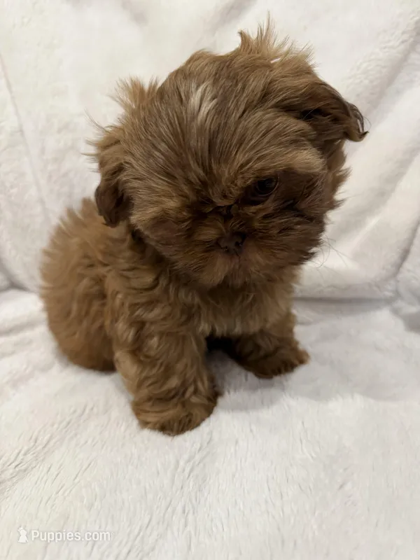 Dusty – Shih Tzu puppy for sale in Frisco, TX
