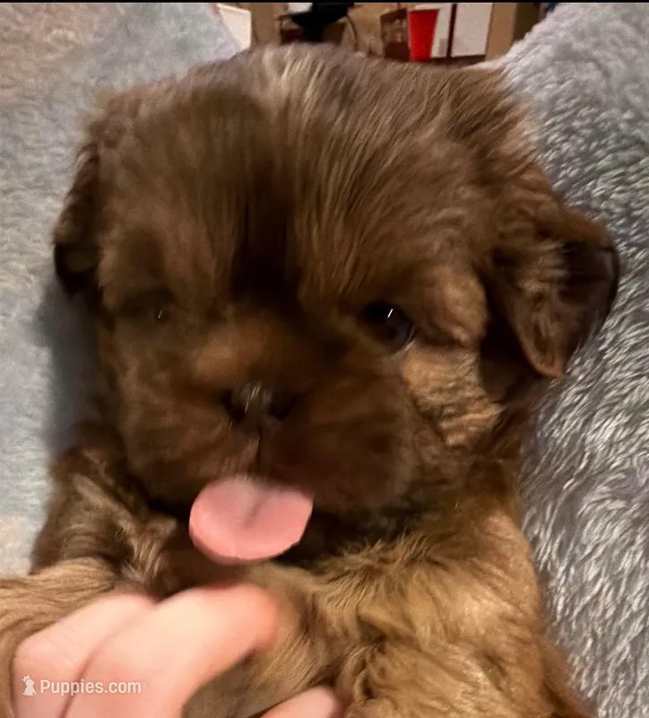 Dusty – Shih Tzu puppy for sale in Frisco, TX