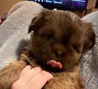 Dusty, a male Shih Tzu for sale in Frisco, TX – Photo 2 of 4