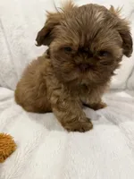 Dusty, a male Shih Tzu for sale in Frisco, TX – Photo 4 of 4