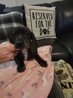 Juliette, a female Miniature Dachshund for sale in Acworth, GA – 2 of 7