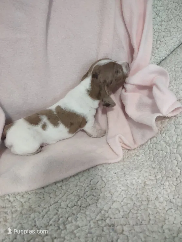 Cowboy – Miniature Dachshund puppy for sale in Atlanta, GA