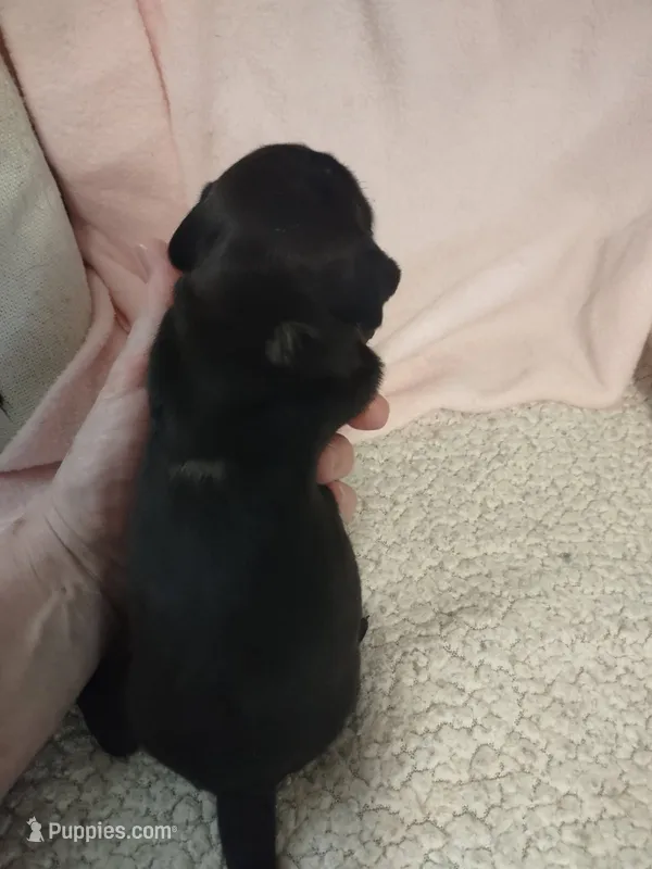Juliette – Miniature Dachshund puppy for sale in Acworth, GA