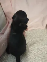 Juliette, a female Miniature Dachshund for sale in Acworth, GA – 1 of 4
