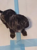 Marvey (Mr. Marvelous), a male Miniature Dachshund for sale in Acworth, GA – 1 of 6