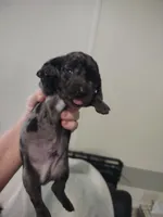 Marvey (Mr. Marvelous), a male Miniature Dachshund for sale in Acworth, GA – 3 of 4
