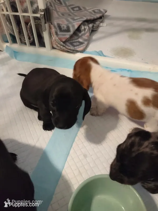 Little J – Miniature Dachshund puppy for sale in Atlanta, GA