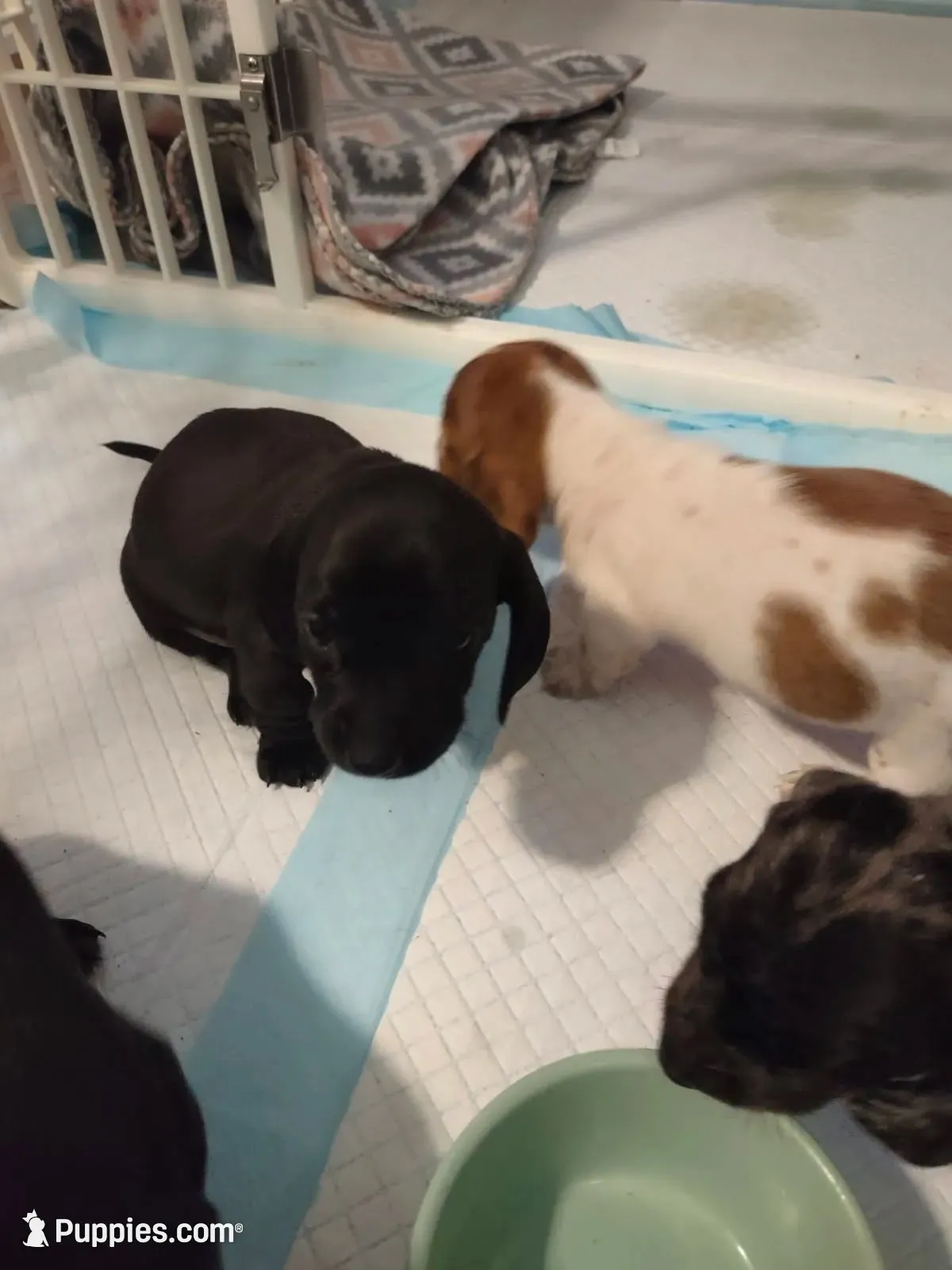 Little J, a female Miniature Dachshund for sale in Acworth, GA – 2 of 3
