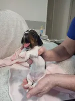 Pebbles, a female Miniature Dachshund for sale in Acworth, GA – 3 of 4