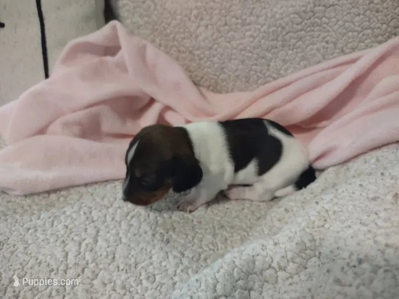 Pebbles – Miniature Dachshund puppy for sale in Acworth, GA