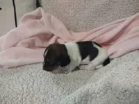 Pebbles, a female Miniature Dachshund for sale in Acworth, GA – 1 of 4