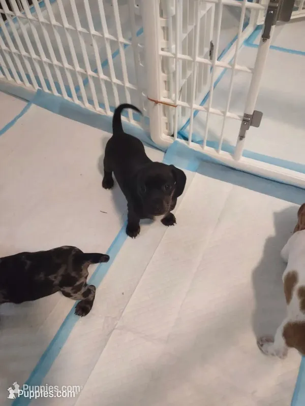 Juliette – Miniature Dachshund puppy for sale in Acworth, GA