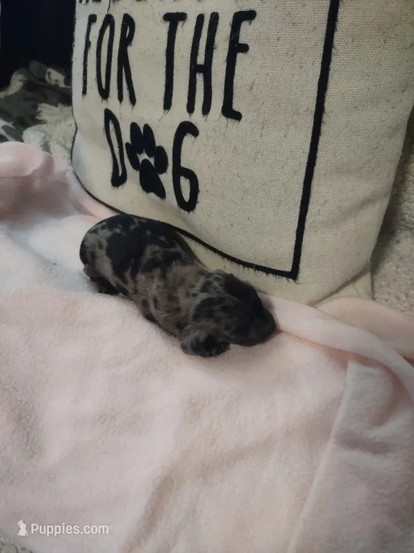 Marvey (Mr. Marvelous) – Miniature Dachshund puppy for sale in Acworth, GA