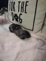 Marvey (Mr. Marvelous), a male Miniature Dachshund for sale in Acworth, GA – 1 of 4