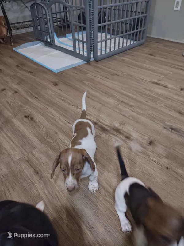 Cowboy – Miniature Dachshund puppy for sale in Atlanta, GA