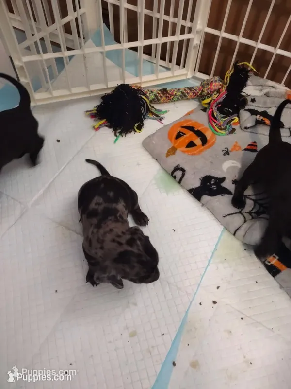Marvey (Mr. Marvelous) – Miniature Dachshund puppy for sale in Acworth, GA