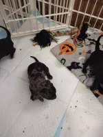 Marvey (Mr. Marvelous), a male Miniature Dachshund for sale in Acworth, GA – 2 of 4