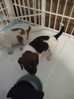 Pebbles, a female Miniature Dachshund for sale in Acworth, GA – 2 of 4