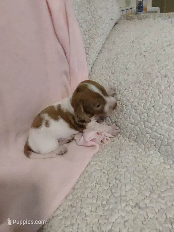 Cowboy – Miniature Dachshund puppy for sale in Acworth, GA