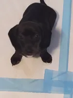 Juliette, a female Miniature Dachshund for sale in Acworth, GA – 1 of 7