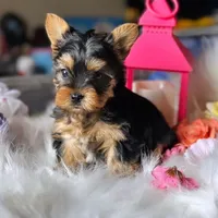 AKC BOO TeaCup, a male Yorkshire Terrier for sale in Irvine, CA – Photo 2 of 2