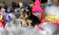 BOO TeaCup, a male Yorkshire Terrier for sale in Menifee, CA – Photo 2 of 2