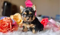 BOO TeaCup, a male Yorkshire Terrier for sale in Menifee, CA – Photo 1 of 2