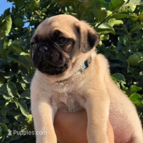 TEDDY - AKC purebred – Pug puppy for sale in Irvine, CA