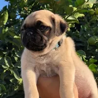 TEDDY - AKC purebred, a male Pug for sale in Irvine, CA – 1 of 1