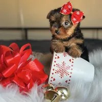 AKC CHANEL TeaCup , a female Yorkshire Terrier for sale in Irvine, CA – Photo 1 of 2