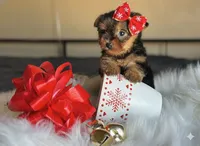 CHANEL TeaCup, a female Yorkshire Terrier for sale in Menifee, CA – Photo 1 of 2