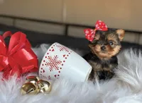 CHANEL TeaCup, a female Yorkshire Terrier for sale in Menifee, CA – Photo 2 of 2