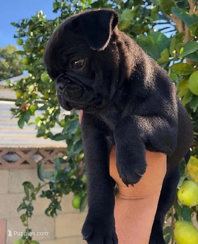 LUNA - AKC purebred – Pug puppy for sale in Irvine, CA