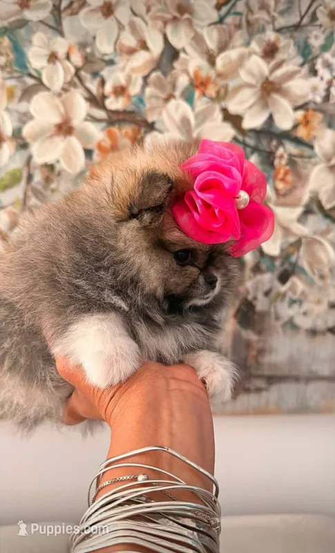 TEDDY - AKC purebred – Pomeranian puppy for sale in Irvine, CA