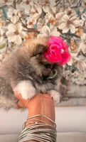 TEDDY - AKC purebred, a male Pomeranian for sale in Irvine, CA – 1 of 1