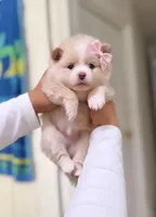 LUNA - AKC purebred, a female Pomeranian for sale in Irvine, CA – 1 of 1