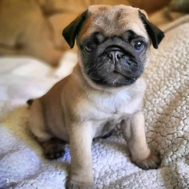 TEDDY - AKC purebred – Pug puppy for sale in Irvine, CA