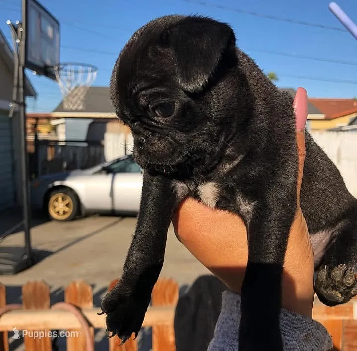 MILO - AKC purebred – Pug puppy for sale in Irvine, CA