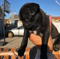 MILO - AKC purebred, a male Pug for sale in Irvine, CA – 1 of 1