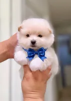 MILO - AKC purebred, a male Pomeranian for sale in Irvine, CA – 1 of 1