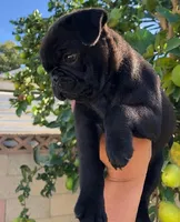 LUNA - AKC purebred, a female Pug for sale in Irvine, CA – 1 of 1