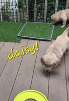 Ready Today! ☆Daisy-AKC, a female Golden Retriever for sale in Anderson, SC – 4 of 8